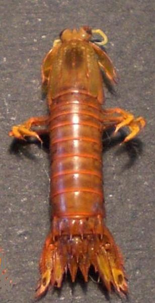 Gonodactylaceus ternatensis T.F.C. male total body.jpg